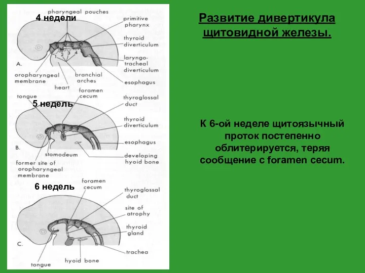 К 6-ой неделе щитоязычный проток постепенно облитерируется, теряя сообщение с foramen cecum. Развитие дивертикула щитовидной железы.