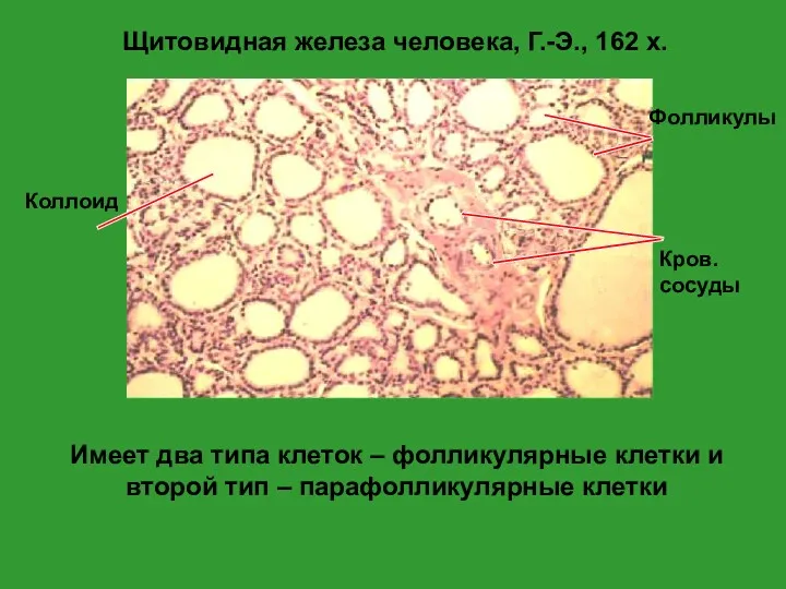 Щитовидная железа человека, Г.-Э., 162 x. Имеет два типа клеток – фолликулярные клетки