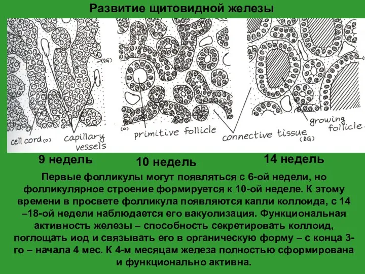 9 недель 10 недель 14 недель Развитие щитовидной железы Первые