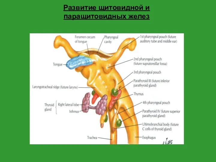 Развитие щитовидной и паращитовидных желез