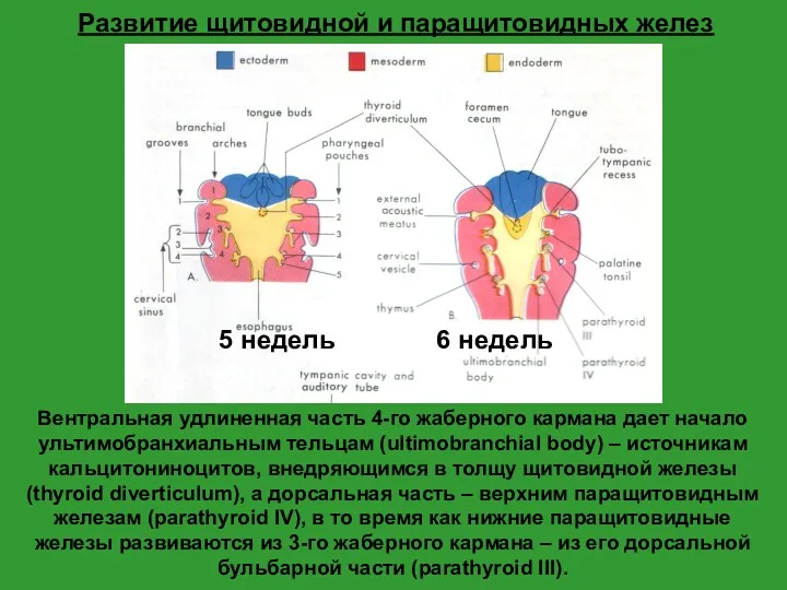 Вентральная удлиненная часть 4-го жаберного кармана дает начало ультимобранхиальным тельцам (ultimobranchial body) –