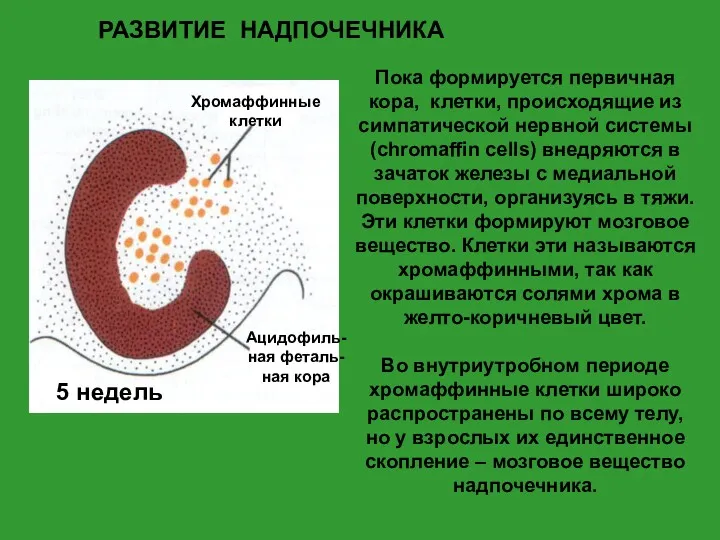 РАЗВИТИЕ НАДПОЧЕЧНИКА Пока формируется первичная кора, клетки, происходящие из симпатической нервной системы (chromaffin