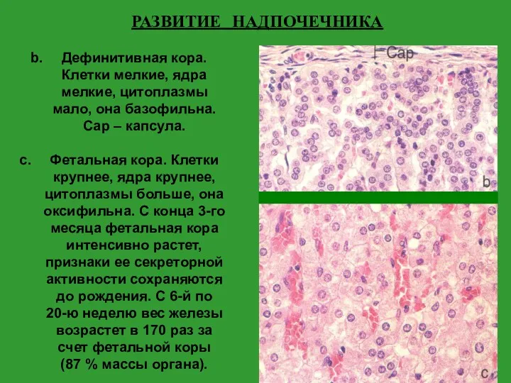 Дефинитивная кора. Клетки мелкие, ядра мелкие, цитоплазмы мало, она базофильна.