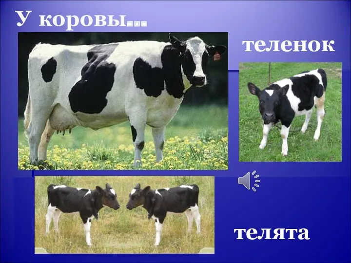 У коровы… теленок телята