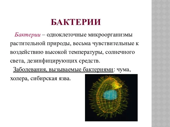 БАКТЕРИИ Бактерии – одноклеточные микроорганизмы растительной природы, весьма чувствительные к