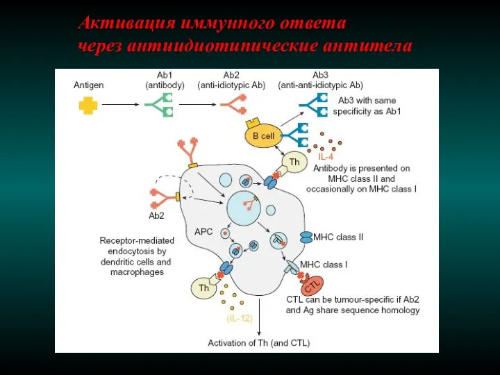 Активация иммунного ответа через антиидиотипические антитела