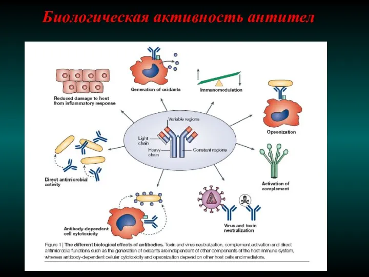 Биологическая активность антител