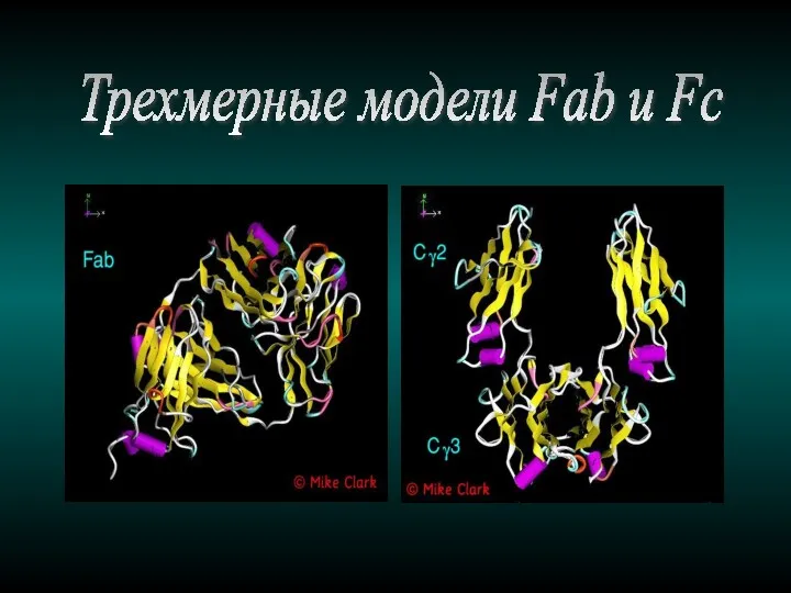 Трехмерные модели Fab и Fc