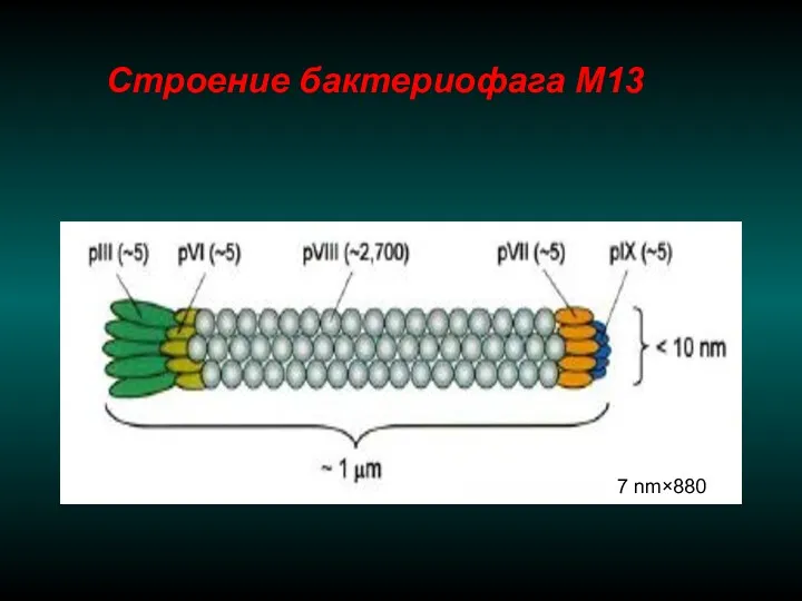 7 nm×880 Строение бактериофага М13