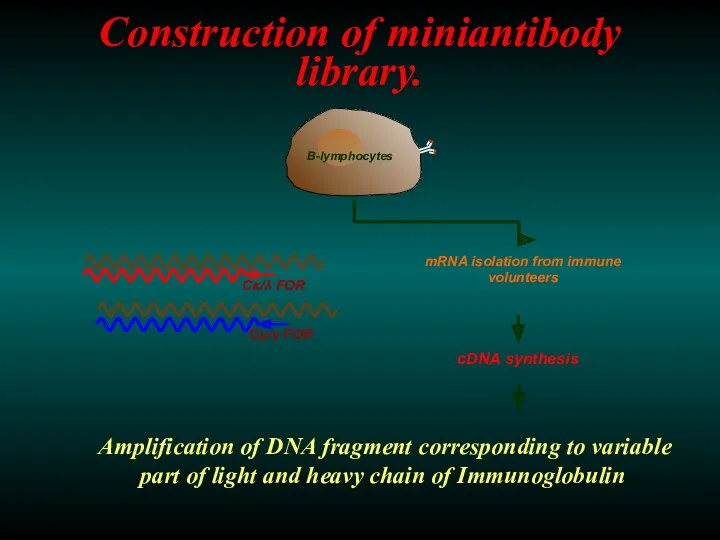 Construction of miniantibody library.