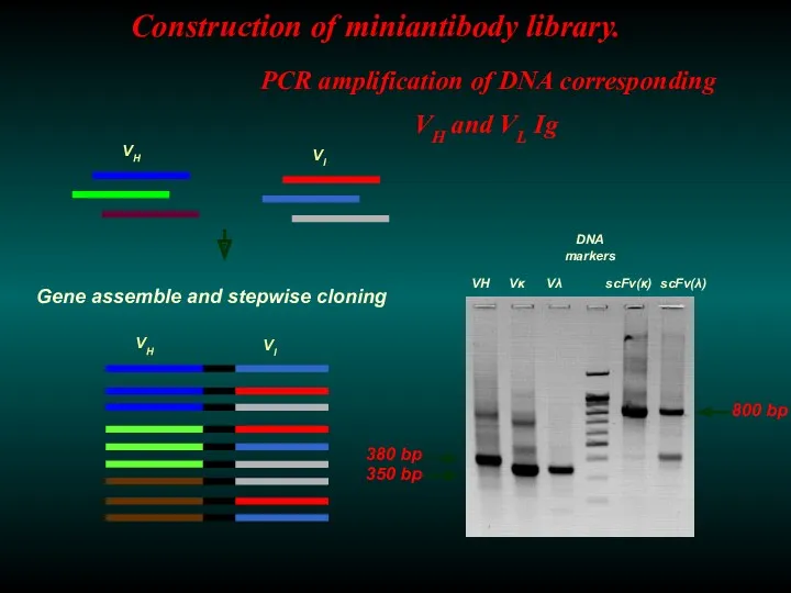Construction of miniantibody library. PCR amplification of DNA corresponding VH