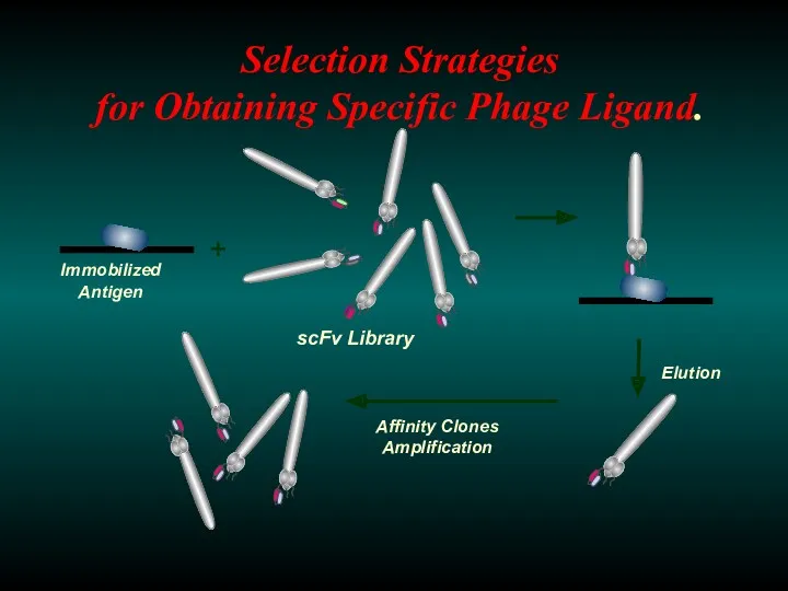 Selection Strategies for Obtaining Specific Phage Ligand.