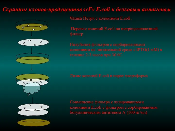 Чашка Петри с колониями E.coli . Перенос колоний E.coli на