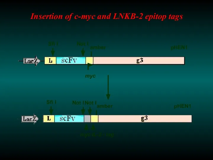 Insertion of c-myc and LNKB-2 epitop tags Sfi I Sfi