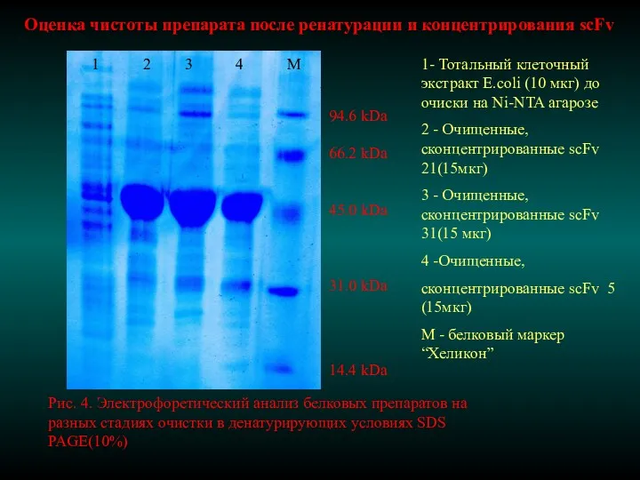 Рис. 4. Электрофоретический анализ белковых препаратов на разных стадиях очистки