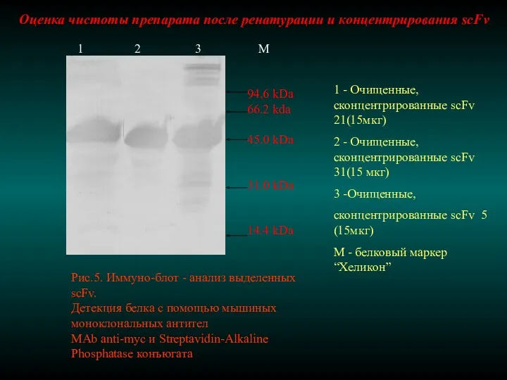 Оценка чистоты препарата после ренатурации и концентрирования scFv