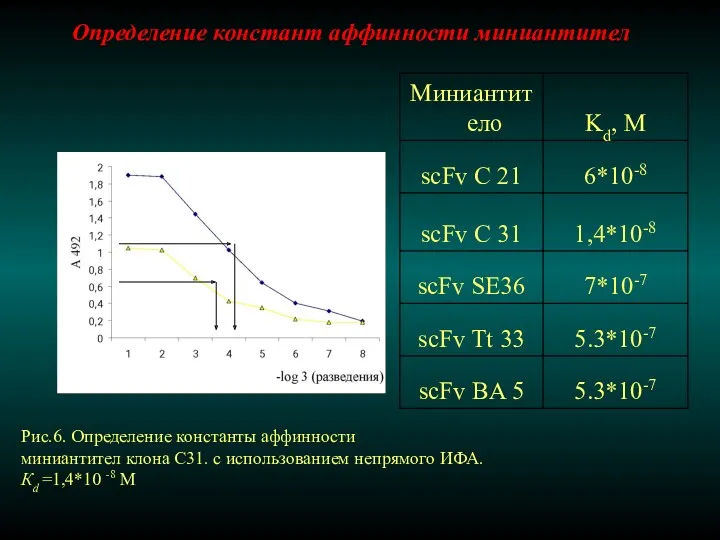 Определение констант аффинности миниантител Рис.6. Определение константы аффинности миниантител клона