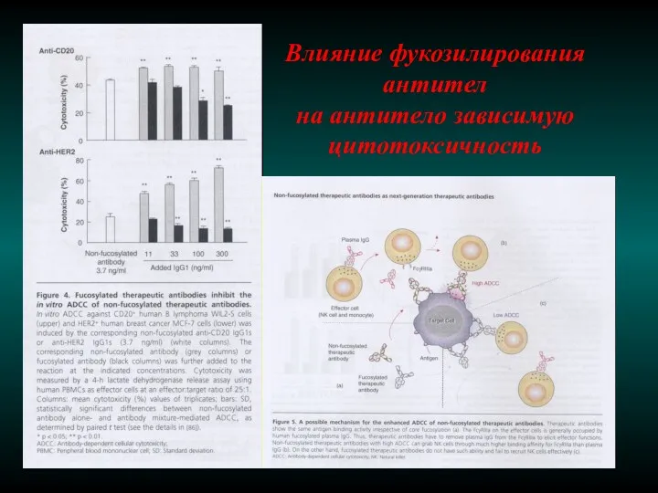 Влияние фукозилирования антител на антитело зависимую цитотоксичность