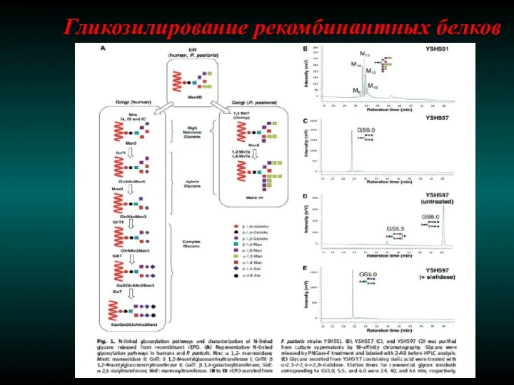 Гликозилирование рекомбинантных белков