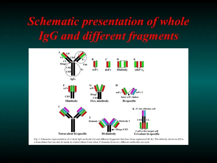Schematic presentation of whole IgG and different fragments