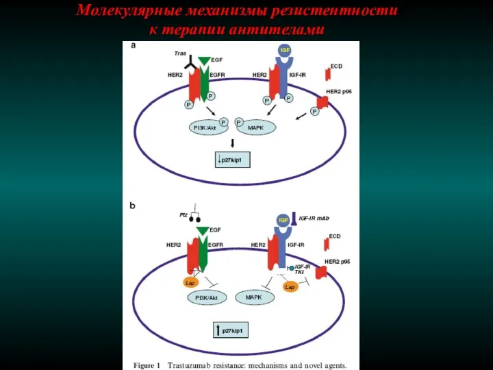 Молекулярные механизмы резистентности к терапии антителами