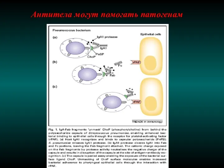 Антитела могут помогать патогенам