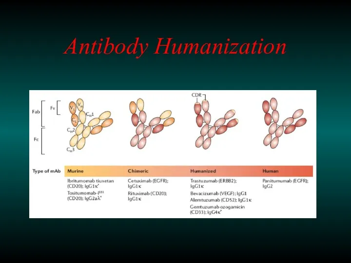 Antibody Humanization