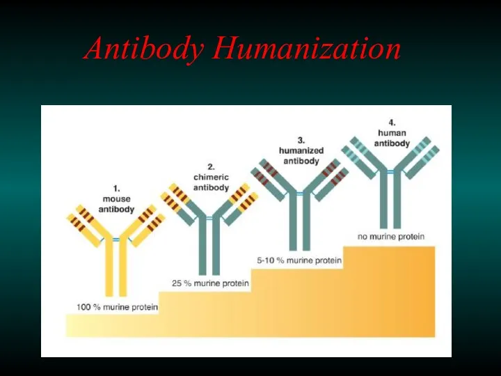 Antibody Humanization