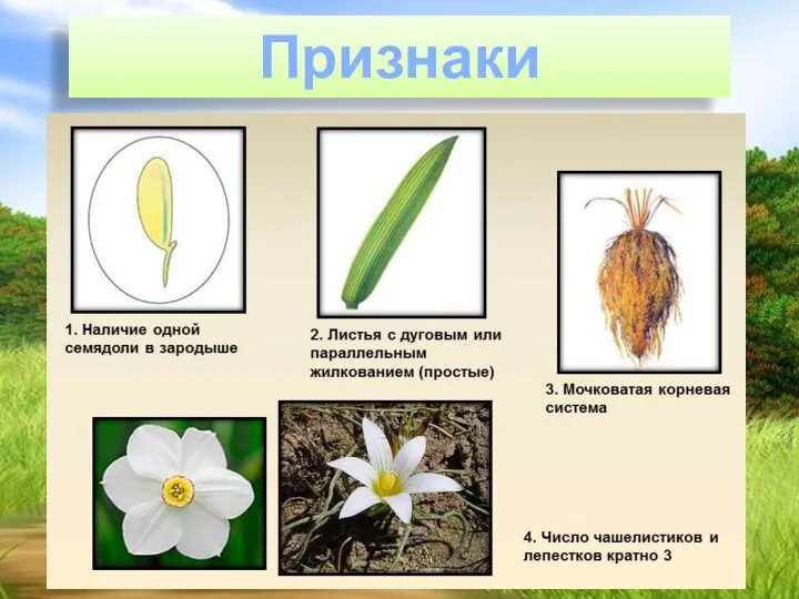 Признаки однодольных