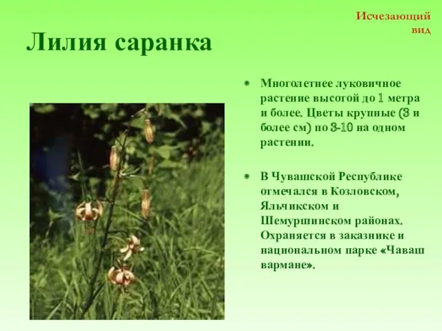 Лилия саранка Многолетнее луковичное растение высотой до 1 метра и