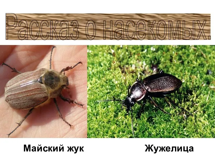Майский жук Жужелица Рассказ о насекомых.