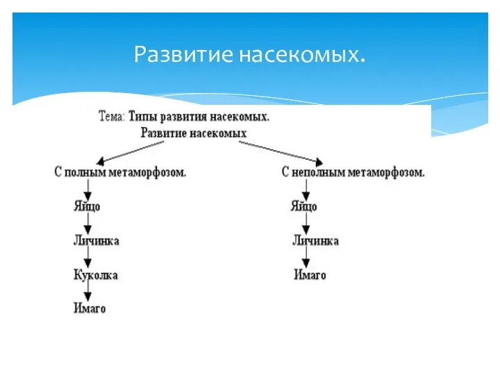 Развитие насекомых.