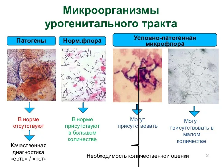 Микроорганизмы урогенитального тракта Патогены Норм.флора Условно-патогенная микрофлора В норме отсутствуют