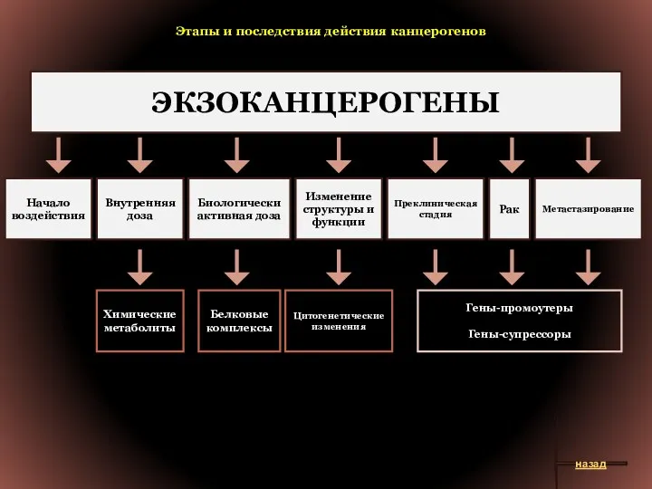 Этапы и последствия действия канцерогенов ЭКЗОКАНЦЕРОГЕНЫ Начало воздействия Внутренняя доза