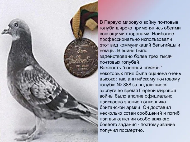 В Первую мировую войну почтовые голуби широко применялись обеими воюющими