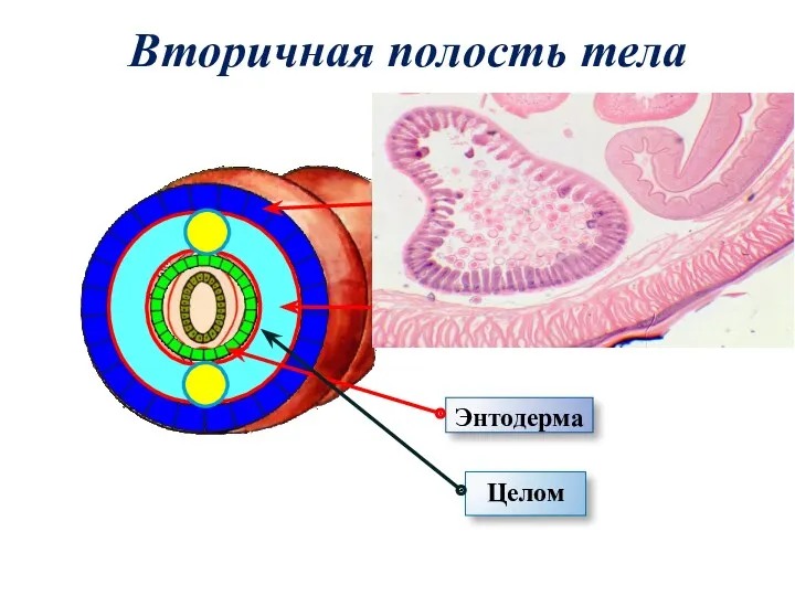 Вторичная полость тела