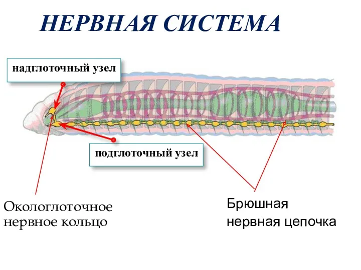 НЕРВНАЯ СИСТЕМА Окологлоточное нервное кольцо Брюшная нервная цепочка