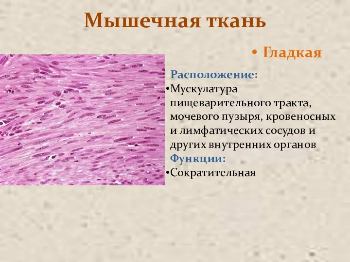 Мышечная ткань Гладкая Расположение: Мускулатура пищеварительного тракта, мочевого пузыря, кровеносных и лимфатических сосудов