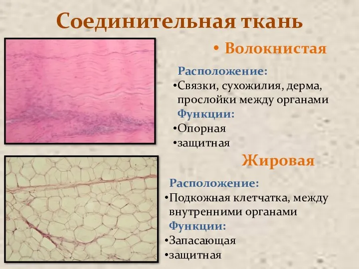Соединительная ткань Волокнистая Расположение: Связки, сухожилия, дерма, прослойки между органами Функции: Опорная защитная