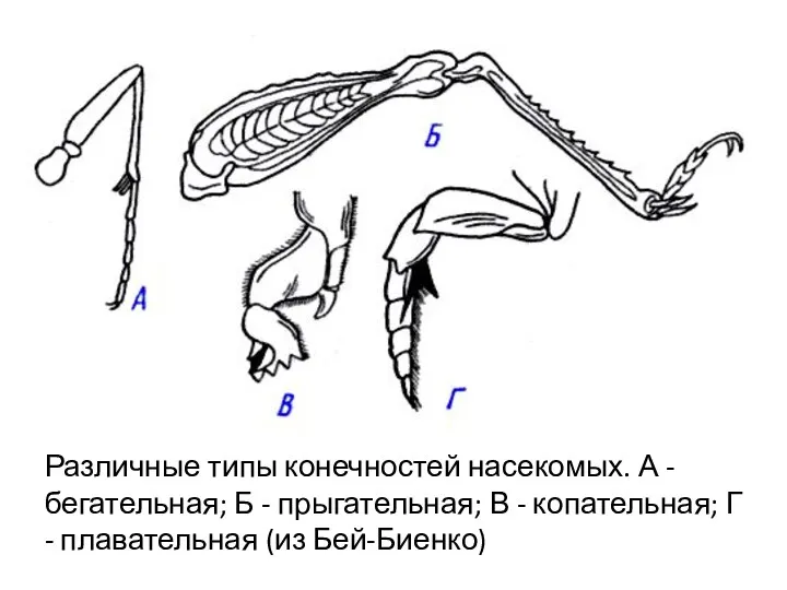 Различные типы конечностей насекомых. А - бегательная; Б - прыгательная;