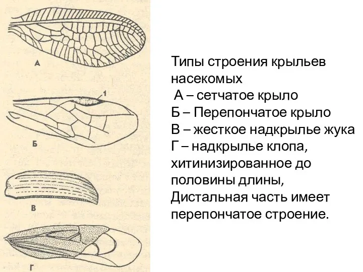 Типы строения крыльев насекомых А – сетчатое крыло Б – Перепончатое крыло В