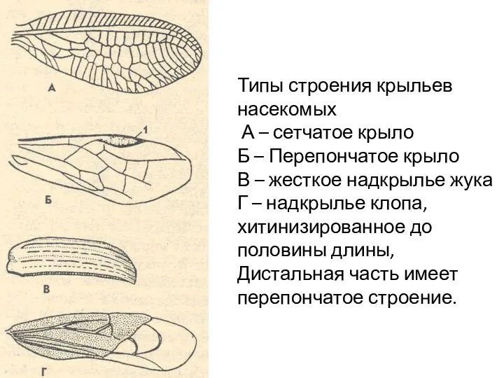 Типы строения крыльев насекомых А – сетчатое крыло Б –