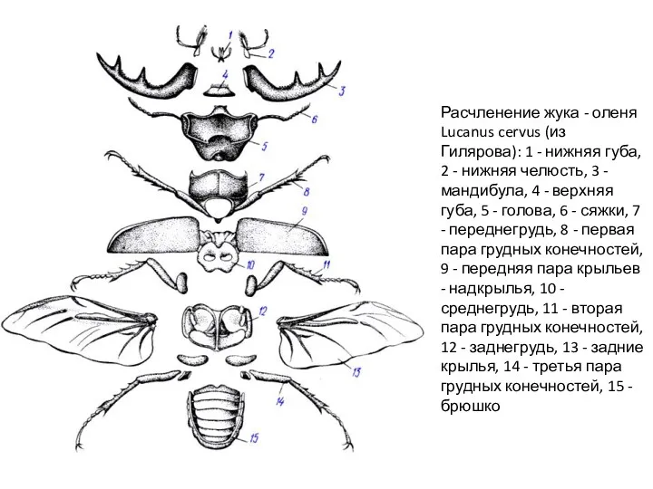 Расчленение жука - оленя Lucanus cervus (из Гилярова): 1 - нижняя губа, 2