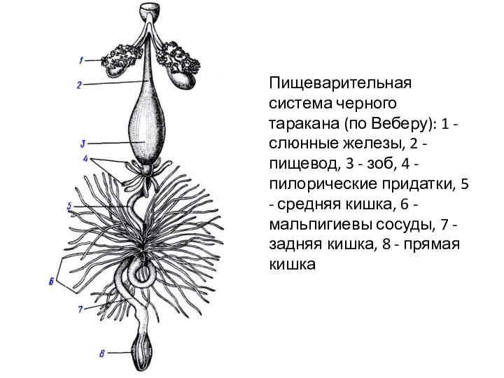 Пищеварительная система черного таракана (по Веберу): 1 - слюнные железы, 2 - пищевод,