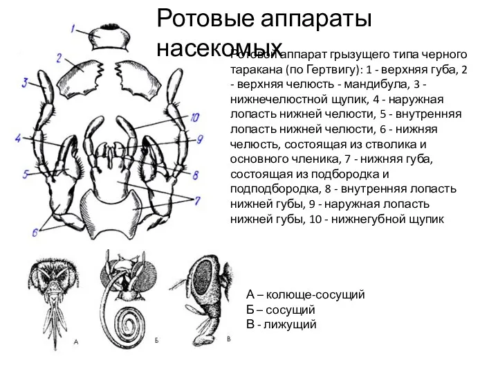 Ротовой аппарат грызущего типа черного таракана (по Гертвигу): 1 -