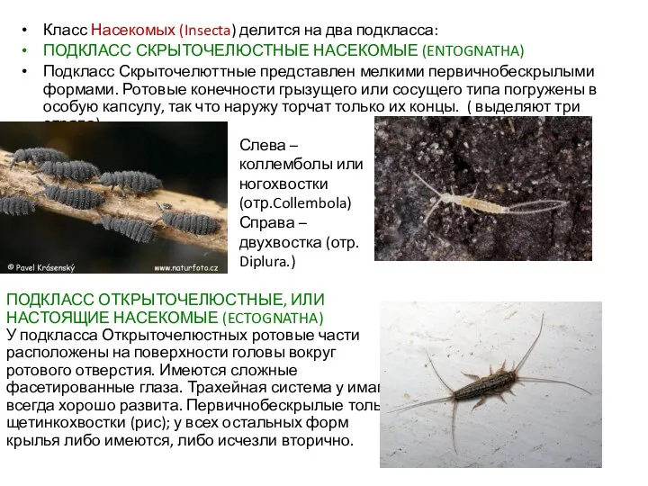 Класс Насекомых (Insecta) делится на два подкласса: ПОДКЛАСС СКРЫТОЧЕЛЮСТНЫЕ НАСЕКОМЫЕ (ENTOGNATHA) Подкласс Скрыточелюттные