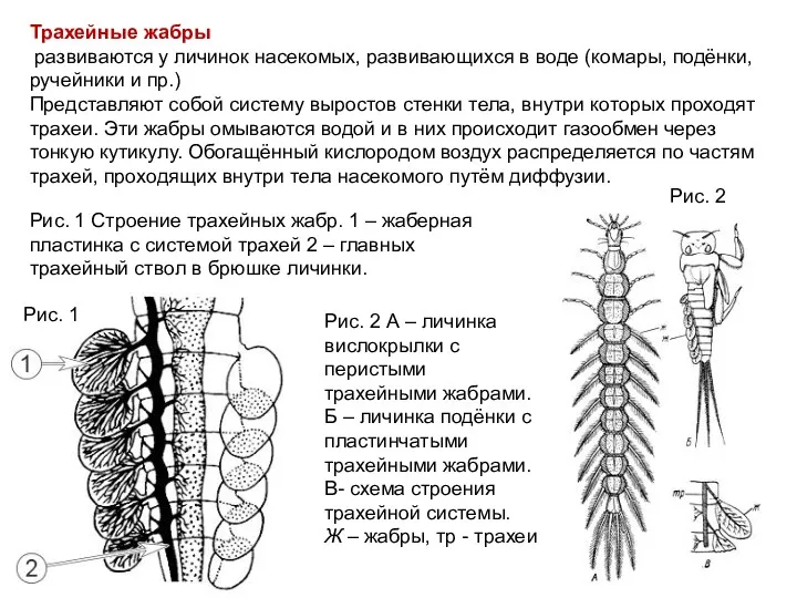 Трахейные жабры развиваются у личинок насекомых, развивающихся в воде (комары,