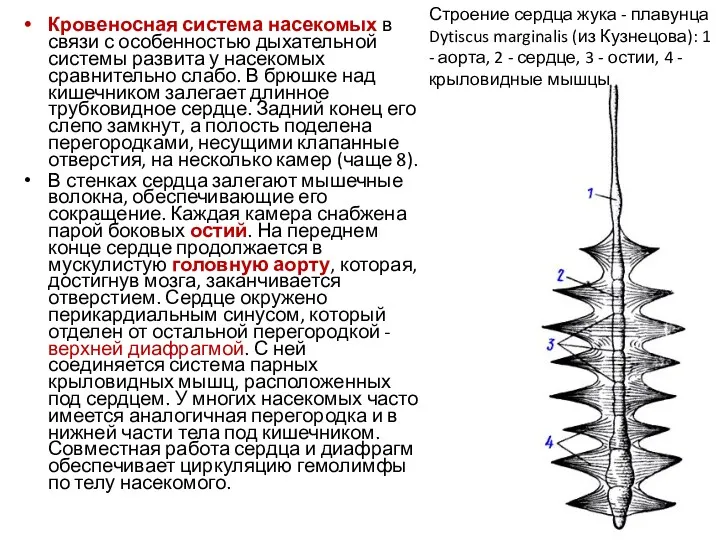 Кровеносная система насекомых в связи с особенностью дыхательной системы развита