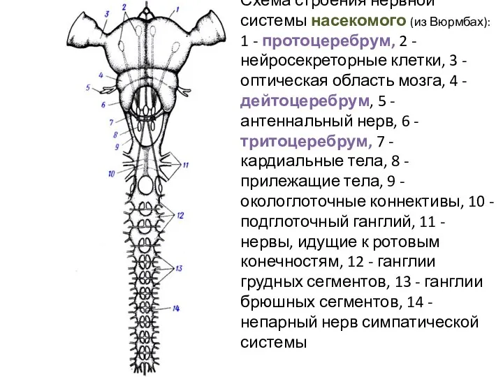 Схема строения нервной системы насекомого (из Вюрмбах): 1 - протоцеребрум, 2 - нейросекреторные