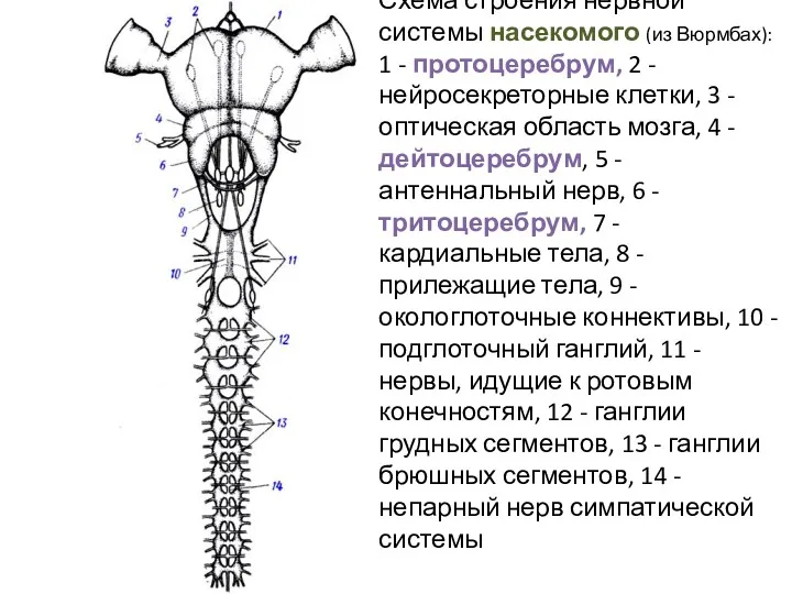 Схема строения нервной системы насекомого (из Вюрмбах): 1 - протоцеребрум,